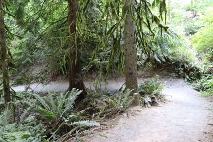 Switchback on the Redwood Trail with a 13% grade Switchback on the Redwood Trail with a 13% grade