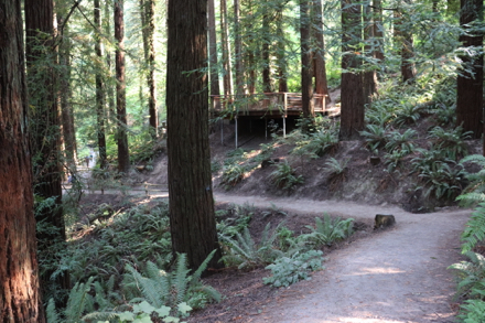 Redwood observation deck Redwood observation deck