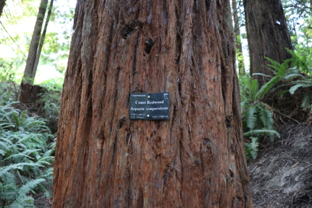 Some trees may have identification tags Some trees may have identification tags