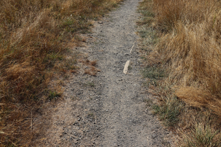 Foliage may narrow trail width on Forest Edge Trail Foliage may narrow trail width on Forest Edge Trail