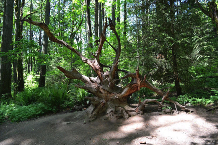 Fallen tree roots left intentionally create a natural sculpture along the trail Fallen tree roots left intentionally create a natural sculpture along the trail